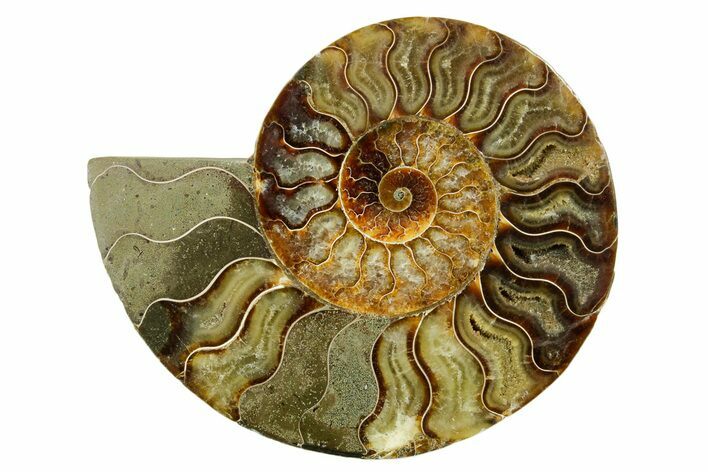 Cut & Polished Ammonite Fossil (Half) - Madagascar #383977